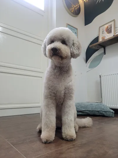 Doodle, een grijze labradoodle, zit rechtop in de salon