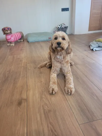 Fien, een labradoodle, ligt midden in de salon