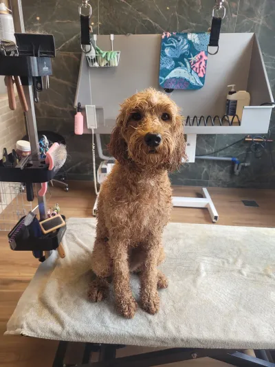 Fien, een labradoodle, zit nat in de salon