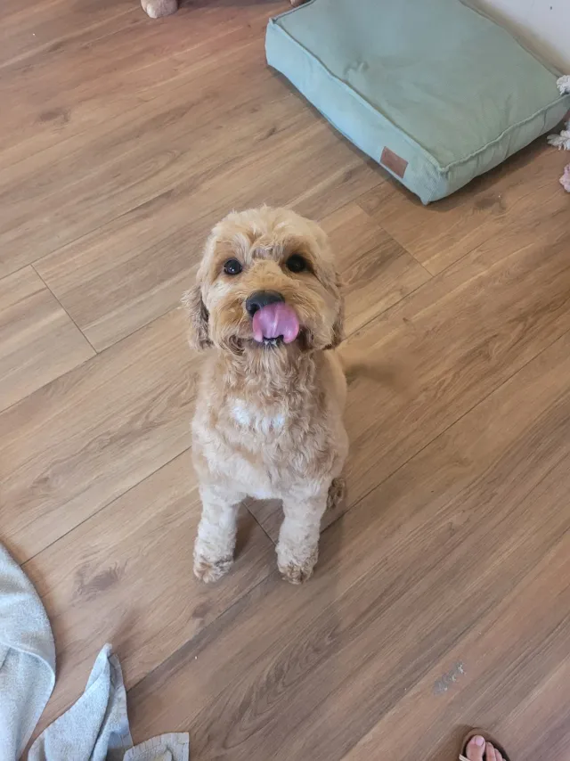 Fien, een labradoodle, zit op de vloer en kijkt met het tongetje uit de mond omhoog