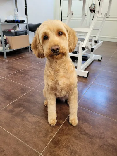 Floske, een abrikooskleurige labradoodle, zit netjes in de salon