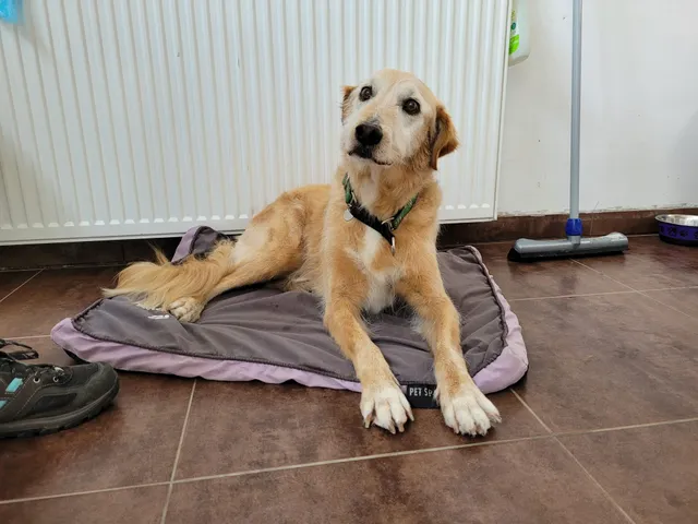 Frenkie, een podenco mix, ligt op een kussen in de salon