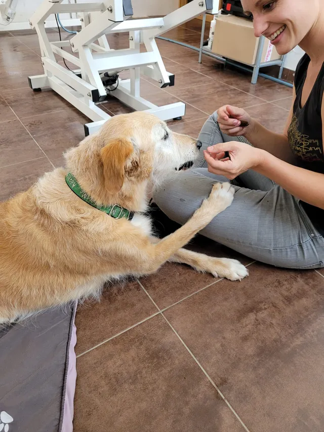 Frenkie, een podenco mix, geeft een pootje voor een koekje