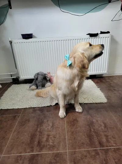 Freya, een golden retriever, zit op een kleed in de salon