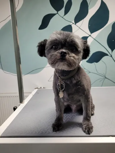 Fridje, een boomer, zit op de trimtafel