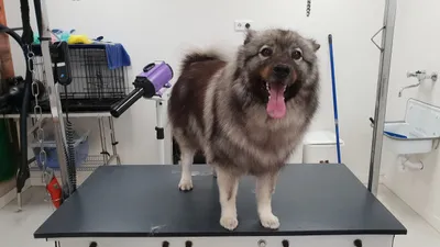 Een grote keeshond staat blij op de trimtafel