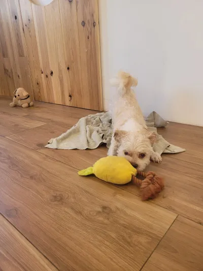 Guusje, een boomer, ligt languit op de handdoek met een speeltje