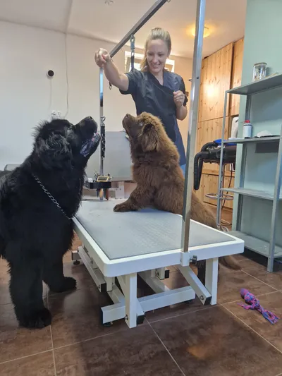 Humphrey, een bruine newfoundlander pup, kijkt op tafel de kunst af bij Vegimite