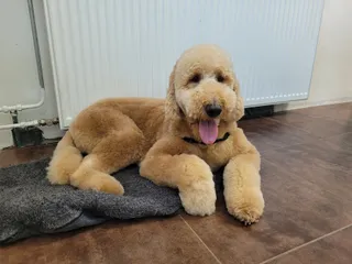 Izzy, een labradoodle, ligt met het tongetje uit de mond op een kussen