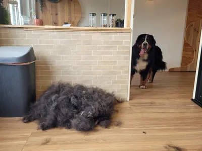 Java, een berner sennenhond, komt aanlopen achter de berg wol die eruit kwam