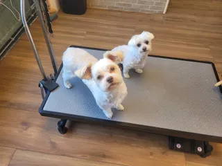 Jolly en Guusje, twee boomers, samen op de trimtafel na hun behandeling