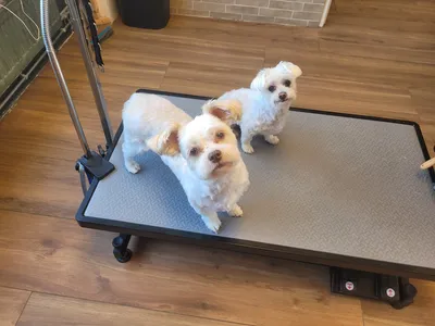 Jolly en Guusje, twee boomers, samen op de trimtafel na hun behandeling