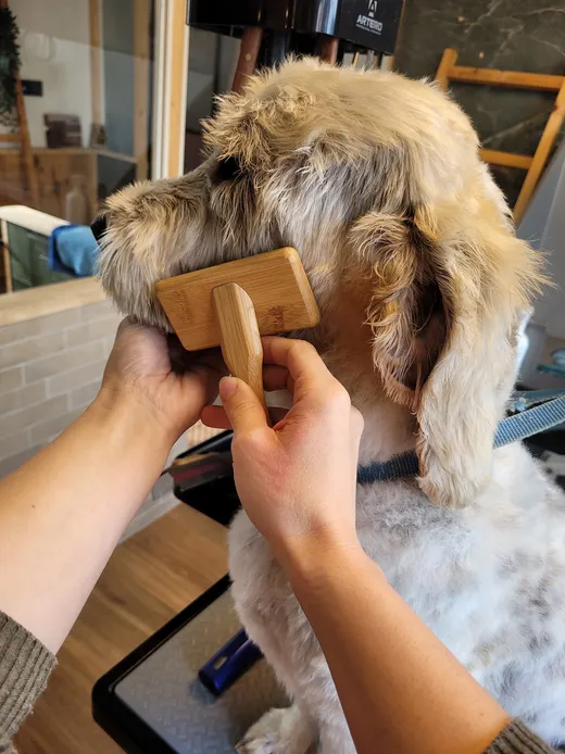 Met een houten borstel wordt de vacht bij het oor voorzichtig uitgeborsteld