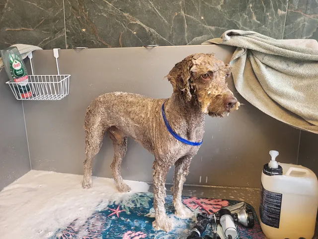 Kees, een labradoodle, staat nat in het bad