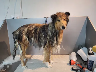Kenzo, een schotse collie, staat nat in het bad