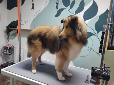 Kenzo, een schotse collie, staat op de trimtafel na het ontwollen
