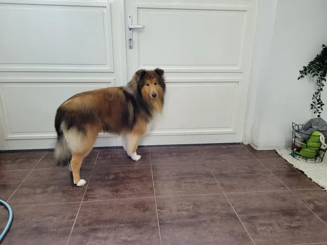 Kenzo, een schotse collie, staat in de salon