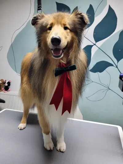 Kenzo, een schotse collie, staat blij op de trimtafel met een rode strik