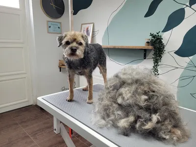 Kjelle, een border terrier, staat op tafel naast de geplukte vacht