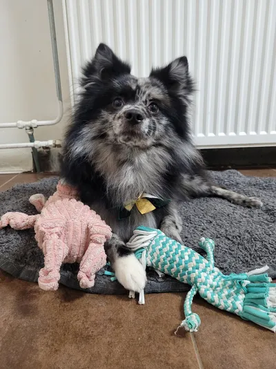 Een kleine keeshond ligt tussen het speelgoed