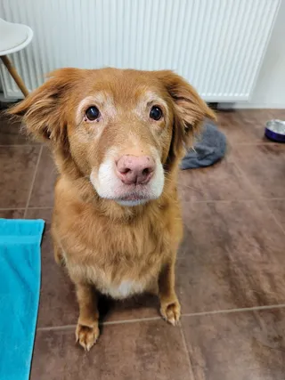 Knofje, een oudere Nova Scotia duck tolling retriever, kijkt lief omhoog