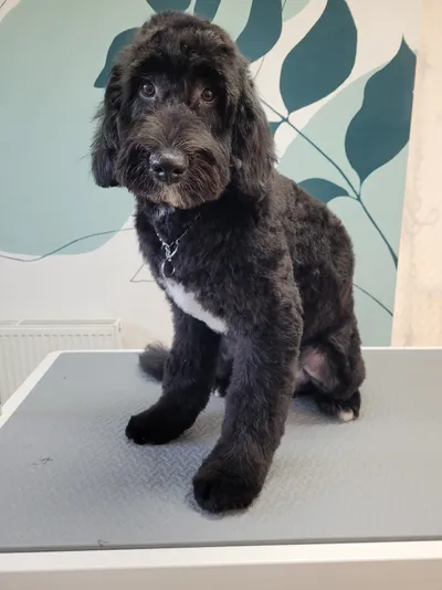 Koda, een bernedoodle, zit klaar op de trimtafel