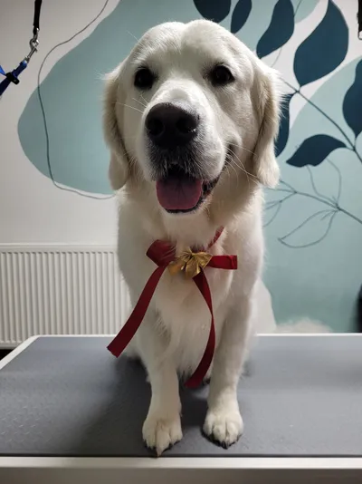 Koda, een golden retriever, zit met een rode strik op de trimtafel