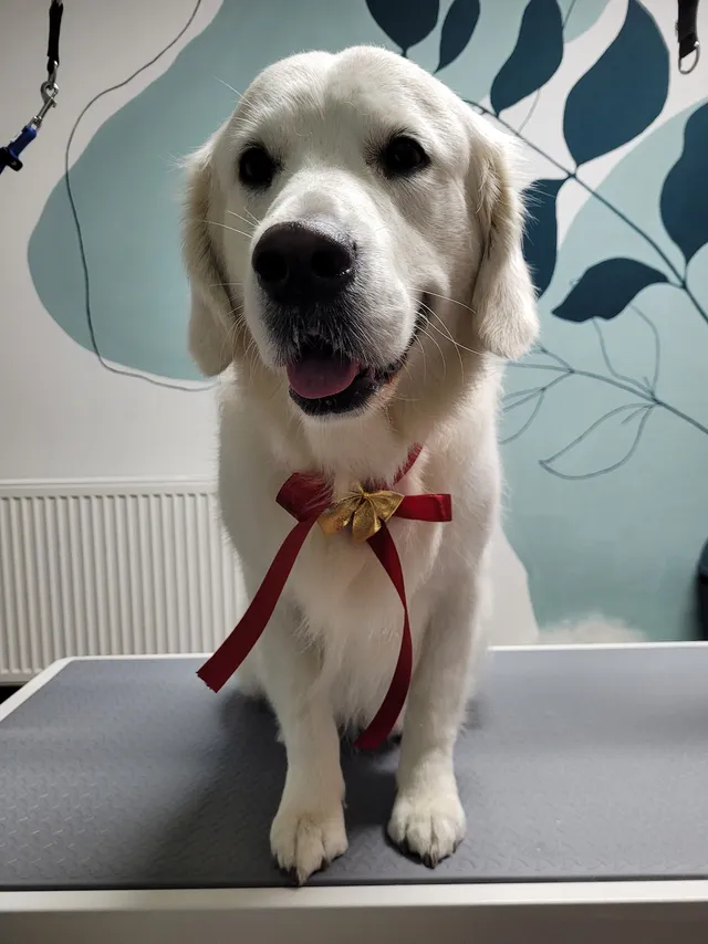 Koda, een golden retriever, staat blij met een rode strik op de trimtafel