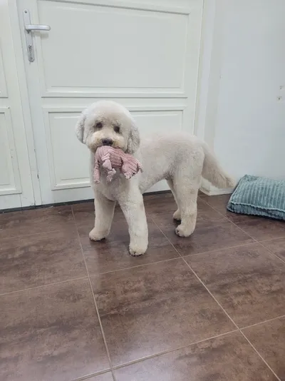 Een lichte labradoodle staat met een knuffel in de bek