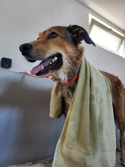 Lei, een karpatische herdershond, kijkt vrolijk opzij met een handdoek om
