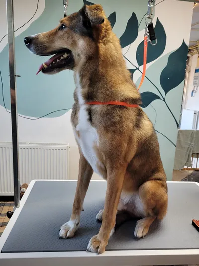 Lei, een karpatische herdershond, zit op de trimtafel