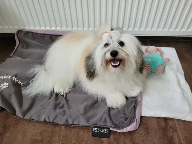 Lexi, een coton de tuléar, ligt op een kussen naast een knuffel