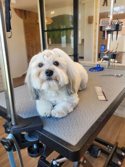 Lexi, een coton de tuléar, ligt op de trimtafel