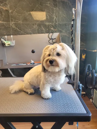 Lexi, een coton de tuléar, met een vlechtje op verzoek van het baasje