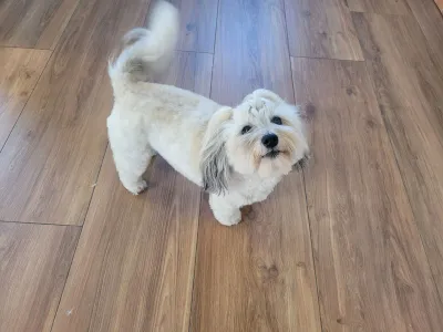 Lexi, een coton de tuléar, loopt over de vloer van de salon