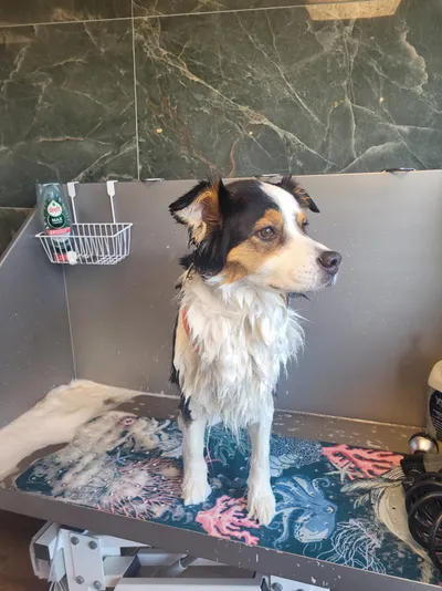 Loui, een australische herder, staat nat op tafel na het bad