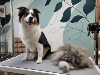 Louis, een australische herder, op tafel naast de uitgeborstelde wol