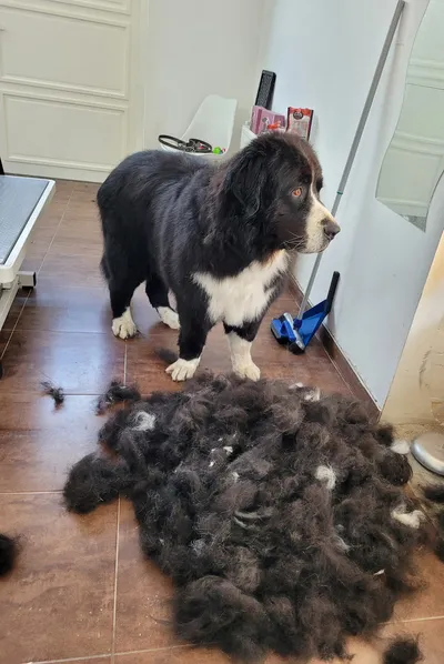 Maan, een landseer, staat naast de berg wol die eruit kwam