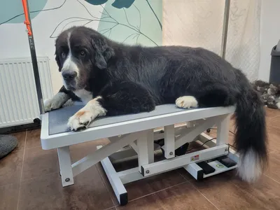 Maan, een landseer, ligt ontspannen op de trimtafel