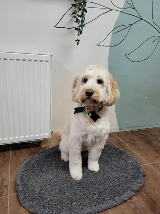 Max, een labradoodle, zit op een matje na de behandeling