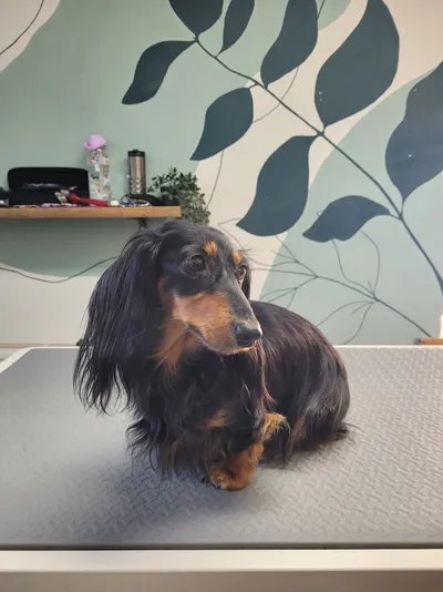Max, een langharige teckel, ligt op de trimtafel
