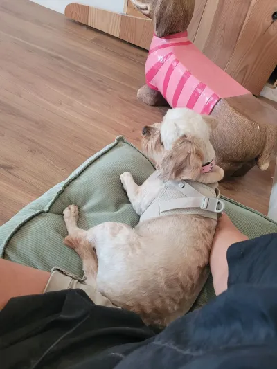 Mila, een cavapoo, ligt ontspannen tegen Cynthia aan
