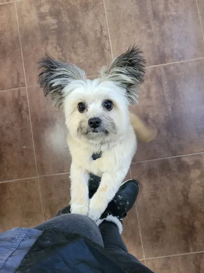 Moos, een kleine keeshond mix, zet de voorpootjes op de schoen van Cynthia