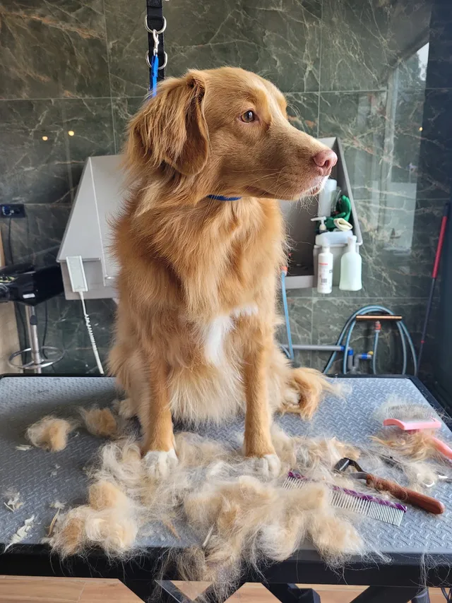 Moos, een Nova Scotia duck tolling retriever, zit rustig op tafel tussen de losse wol