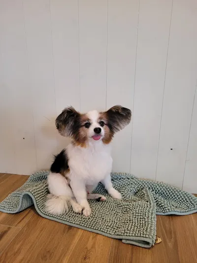Mupke, een vlinderhondje, zit netjes op een kleed