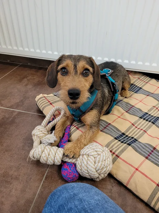Murphey, een kruising tussen een jack russell en een teckel, ligt op een kleed tussen het speelgoed