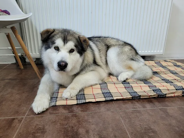 Odin, een alaska malamute, ligt op een geruit kussen
