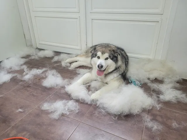 Odin, een alaska malamute, ligt tussen de wol die eruit kwam
