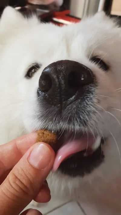 Olivia, een samojeed, krijgt een koekje uit de hand
