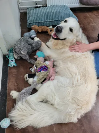 Olle, een golden retriever, ligt tussen de knuffels en krijgt een aai